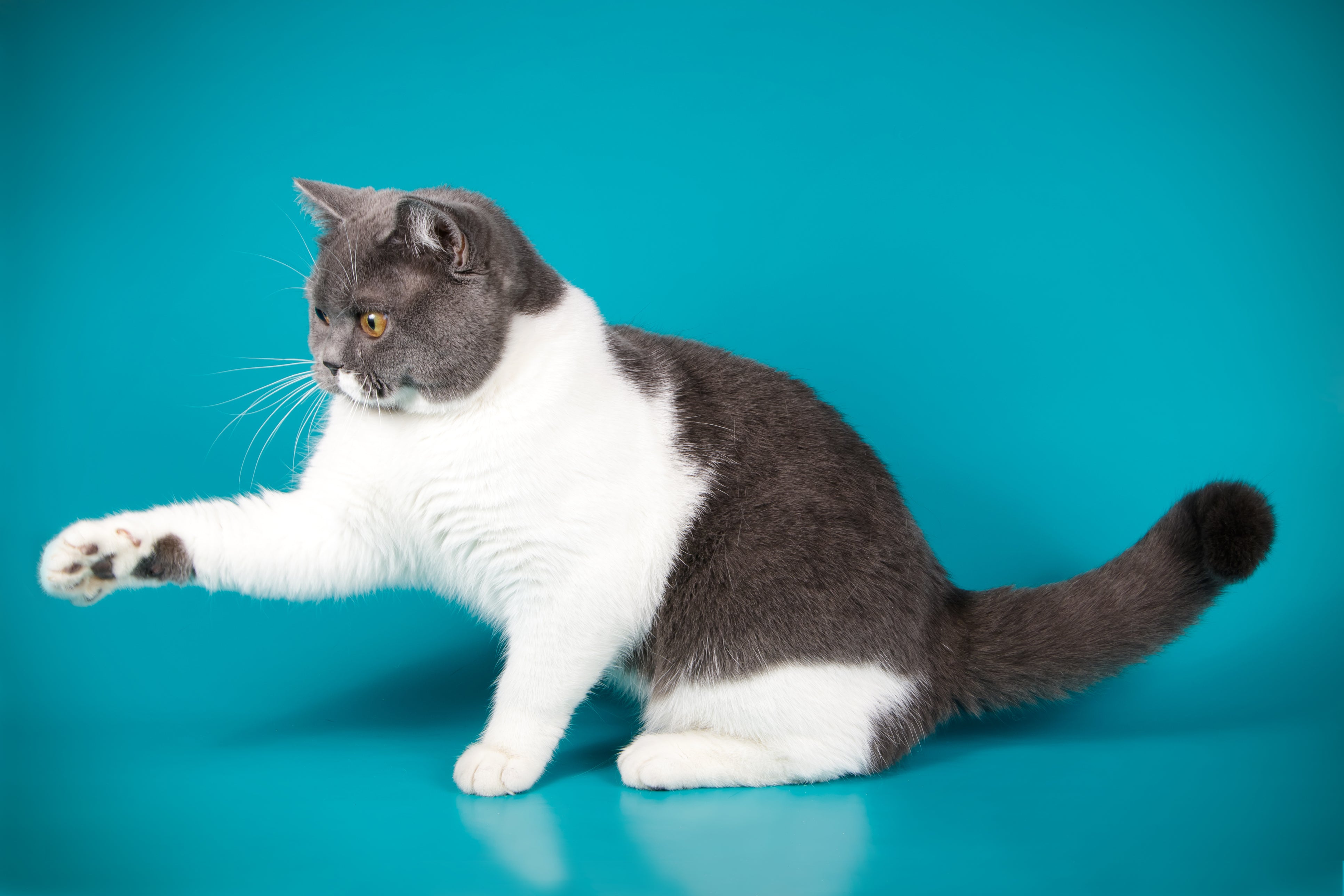 Transitioning Your Cat to a Raw Diet: What to Expect