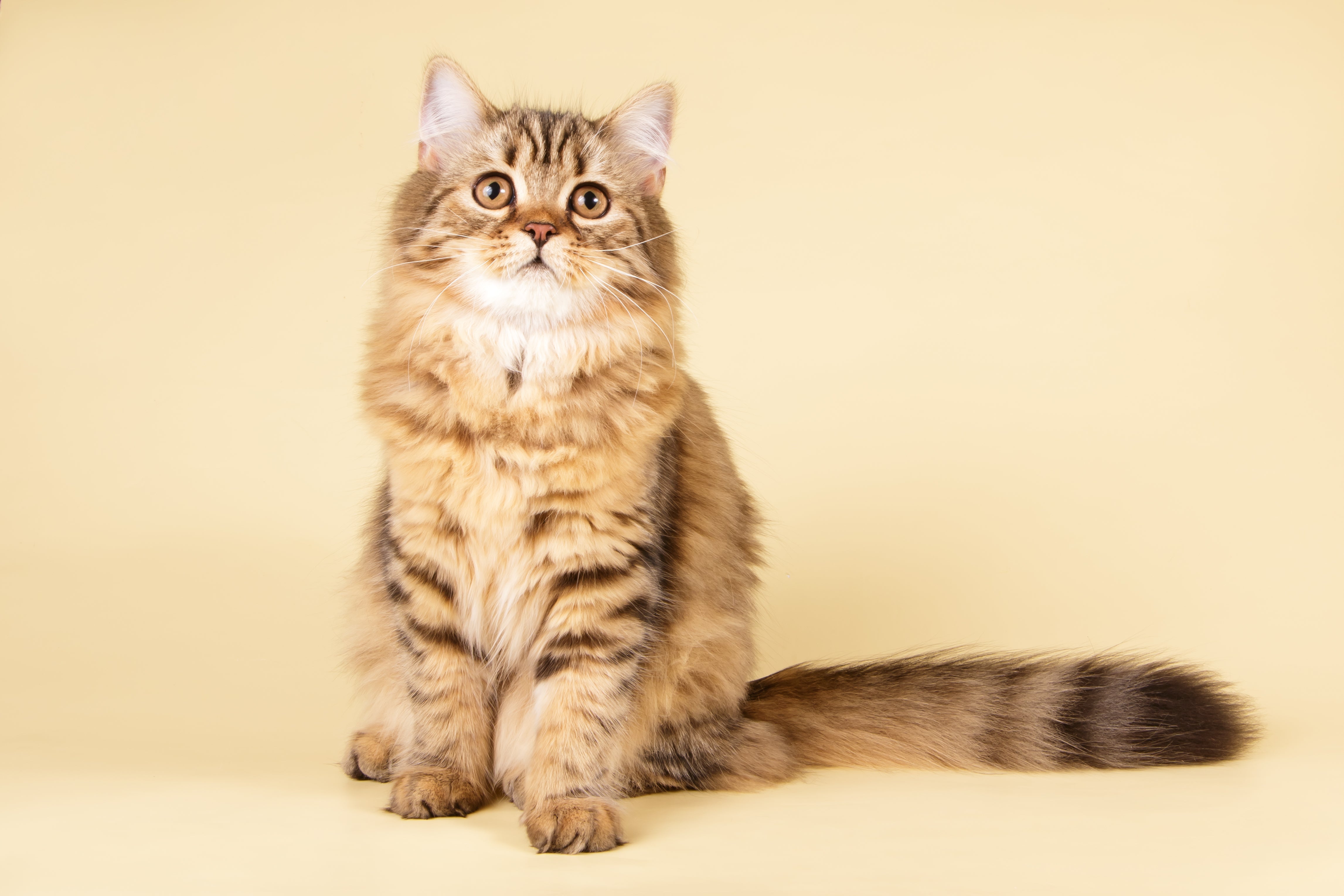 Why Ingredient Transparency Matters in Raw Cat Food