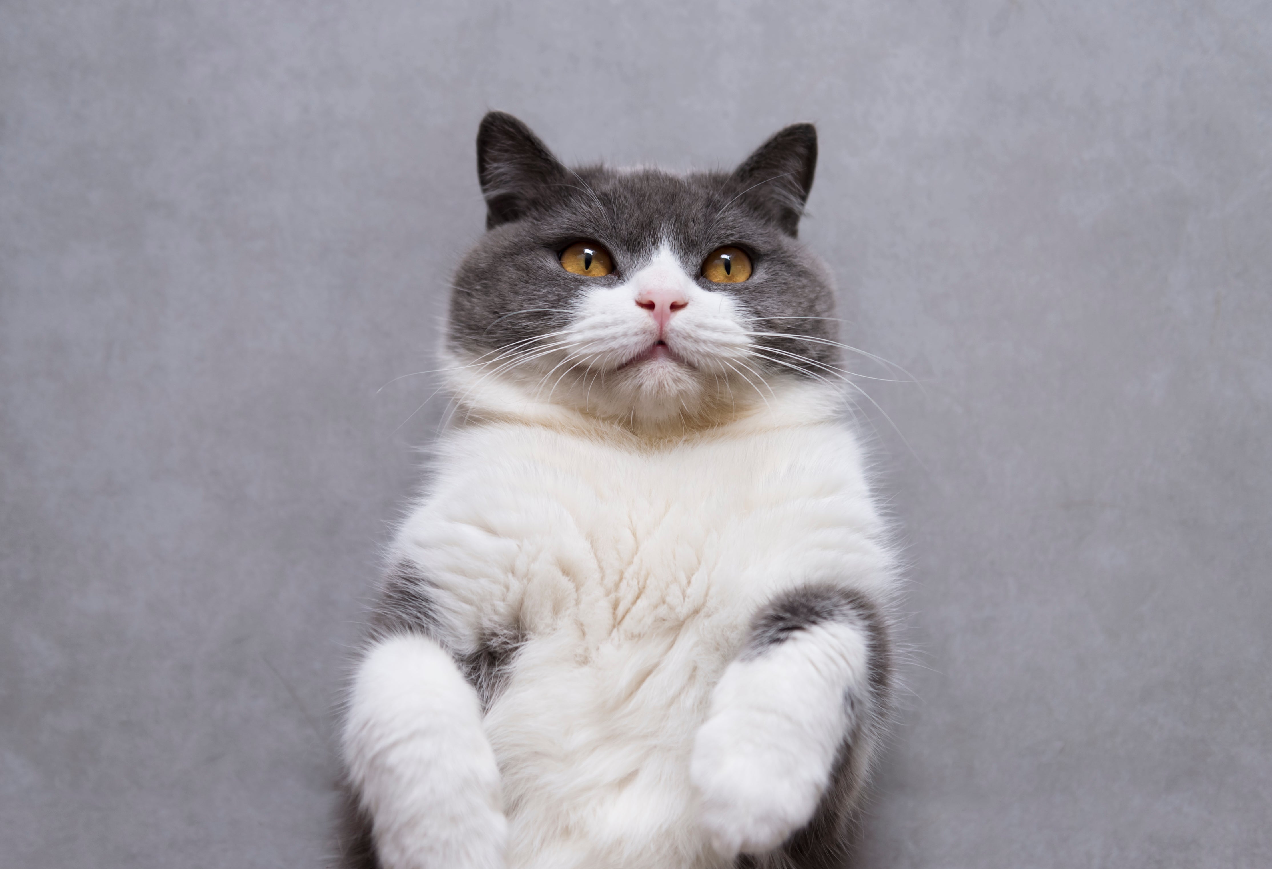 Visible Changes Cat Owners Often Notice on a Raw Diet