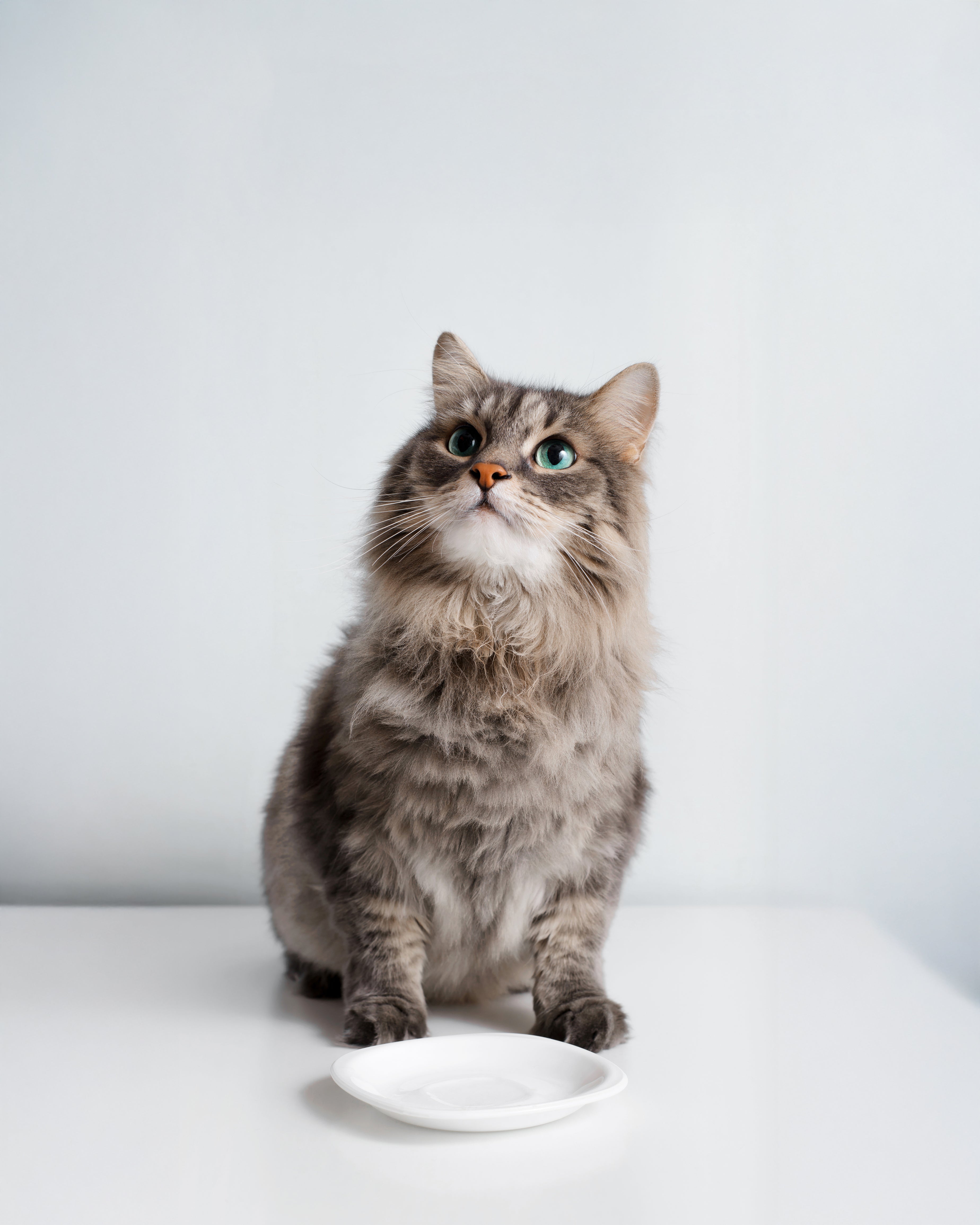 What Is a Raw Diet for Cats — and Why Is It Gaining Popularity?