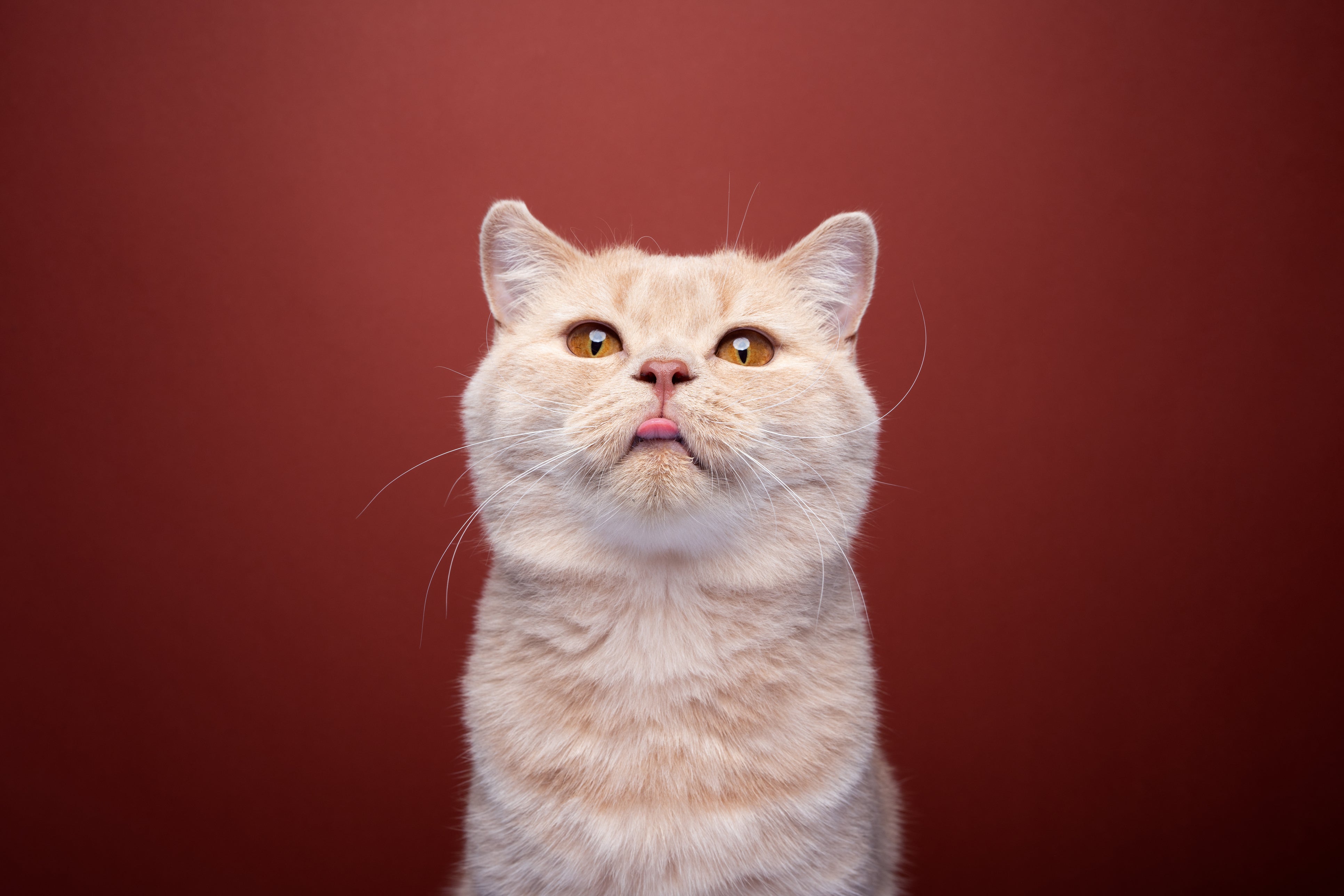 3 Signs Your Cat Is Thriving on Their Diet