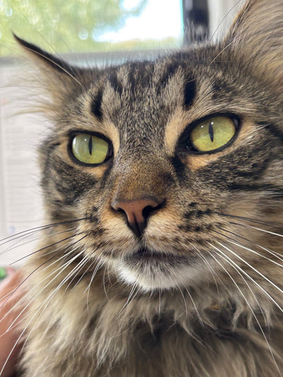 Wa Rav Cat Rawr – RAWR Cat Foods